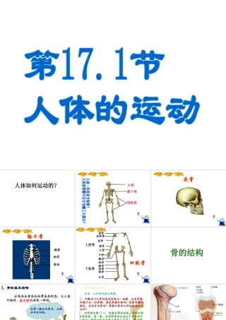 八年级生物上册 6.17.1《人体的运动》课件 （新版）苏科版-（新版）苏科版初中八年级上册生物课件