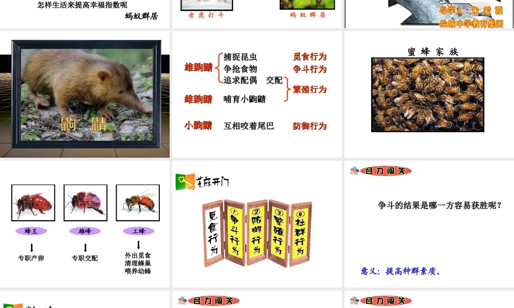 八年级生物上册 第2节动物的行为教学课件 苏教版