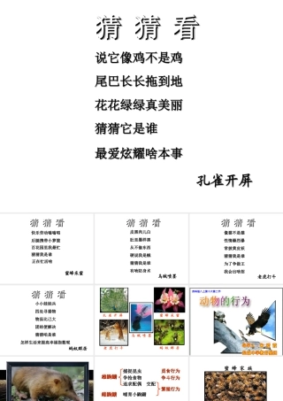 八年级生物上册 第2节动物的行为教学课件 苏教版