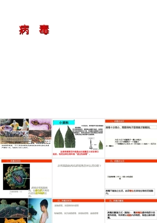 八年级生物上册 5.5 病毒课件 （新版）新人教版-（新版）新人教版初中八年级上册生物课件