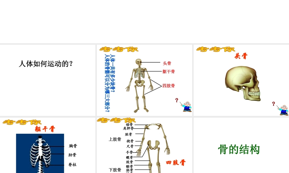 八年级生物上册 6.17.1《人体的运动》课件 （新版）苏科版-（新版）苏科级上册生物课件