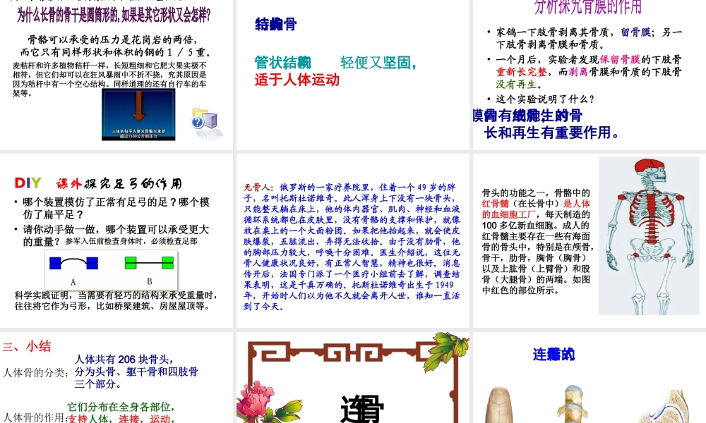 八年级生物上册 6.17.1《人体的运动》课件 （新版）苏科版-（新版）苏科级上册生物课件