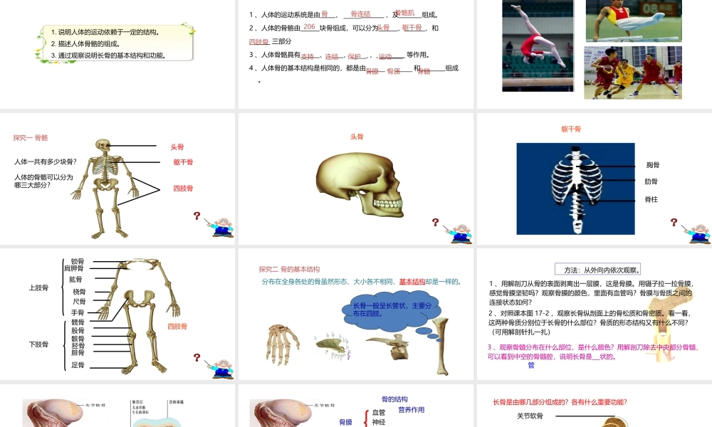 八年级生物上册 6.17.1人体的运动（第1课时）课件 （新版）苏科版-（新版）苏科版初中八年级上册生物课件