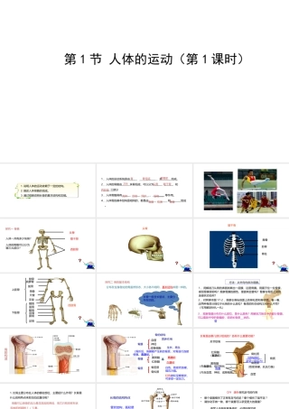 八年级生物上册 6.17.1人体的运动（第1课时）课件 （新版）苏科版-（新版）苏科版初中八年级上册生物课件