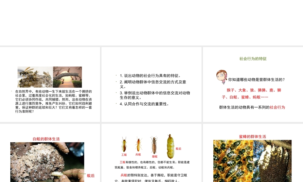 八年级生物上册 7.2.3《社会行为》课件 鲁科版五四制-鲁科版初中八年级上册生物课件