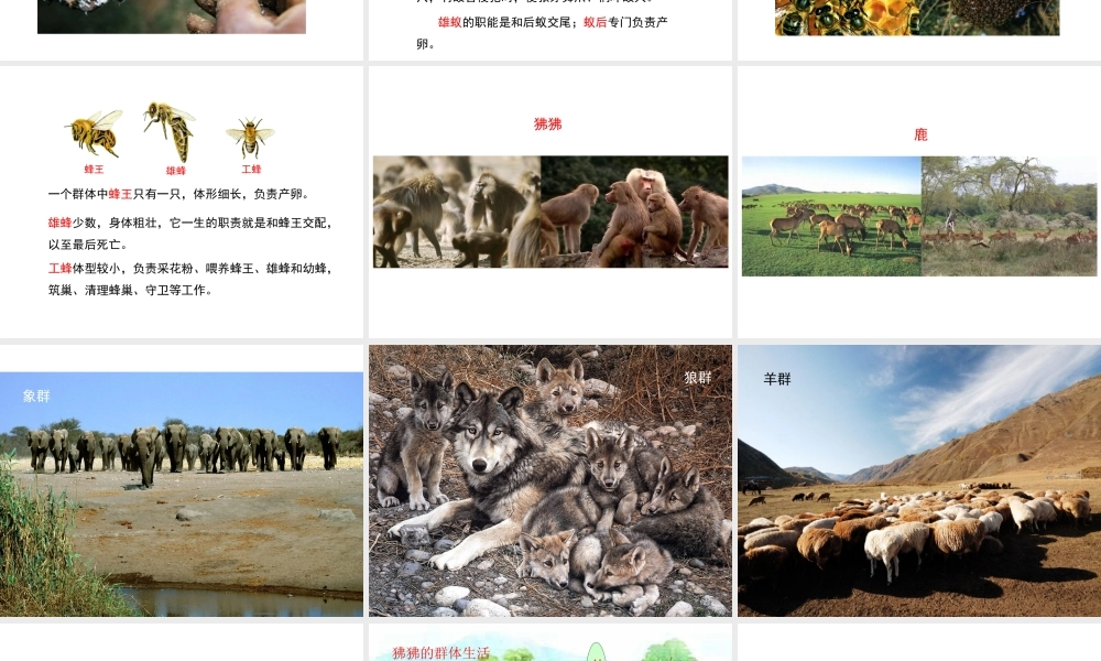 八年级生物上册 7.2.3《社会行为》课件 鲁科版五四制-鲁科版初中八年级上册生物课件