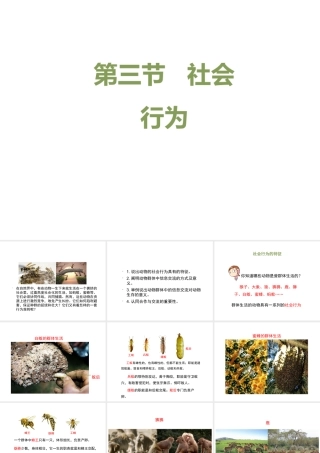 八年级生物上册 7.2.3《社会行为》课件 鲁科版五四制-鲁科版初中八年级上册生物课件