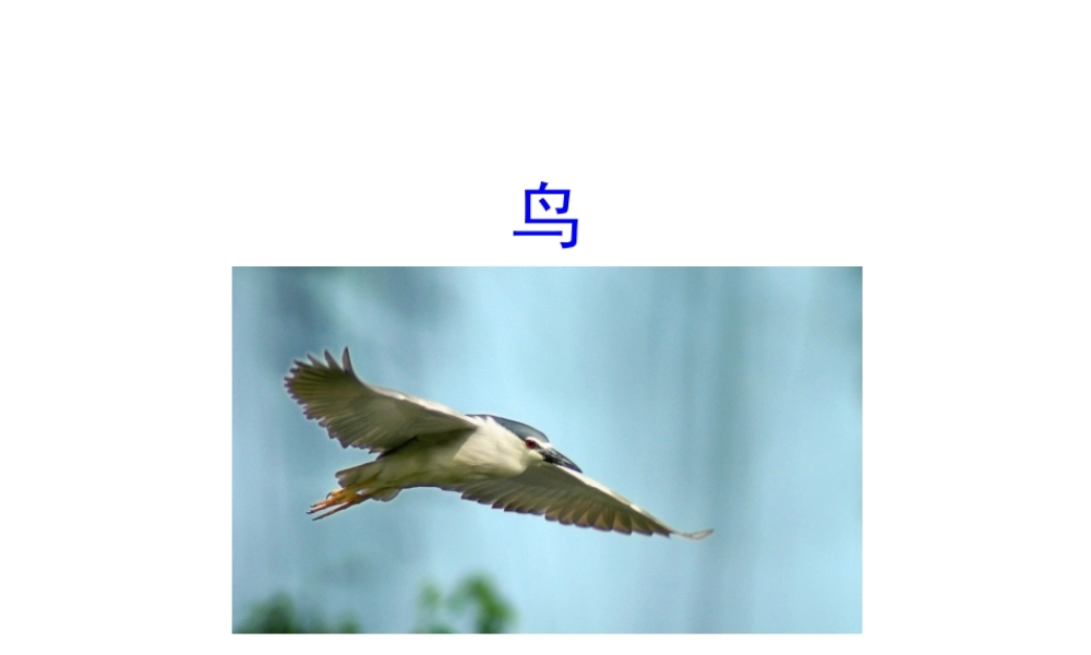 八年级生物上册 5.1.6 鸟课件2 （新版）新人教版-（新版）新人教版初中八年级上册生物课件