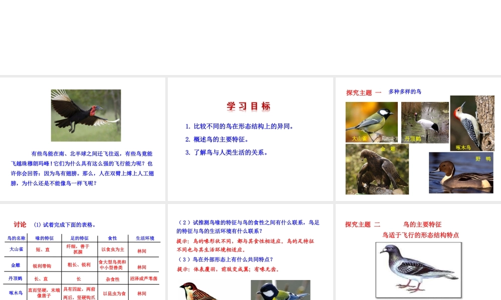 八年级生物上册 5.1.6 鸟课件2 （新版）新人教版-（新版）新人教版初中八年级上册生物课件