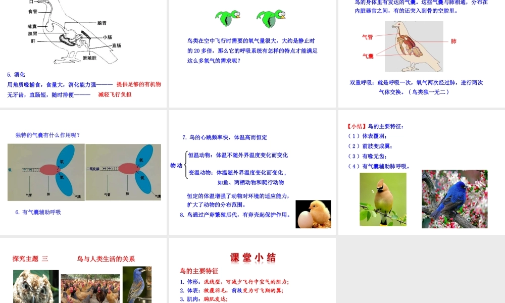 八年级生物上册 5.1.6 鸟课件2 （新版）新人教版-（新版）新人教版初中八年级上册生物课件