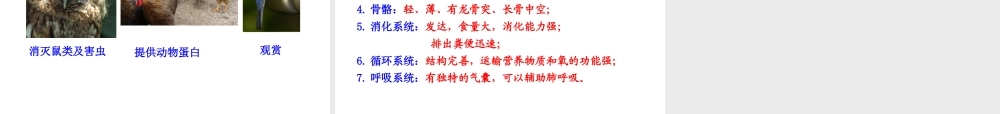 八年级生物上册 5.1.6 鸟课件2 （新版）新人教版-（新版）新人教版初中八年级上册生物课件