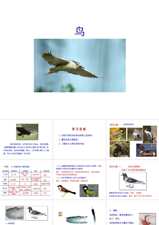 八年级生物上册 5.1.6 鸟课件2 （新版）新人教版-（新版）新人教版初中八年级上册生物课件