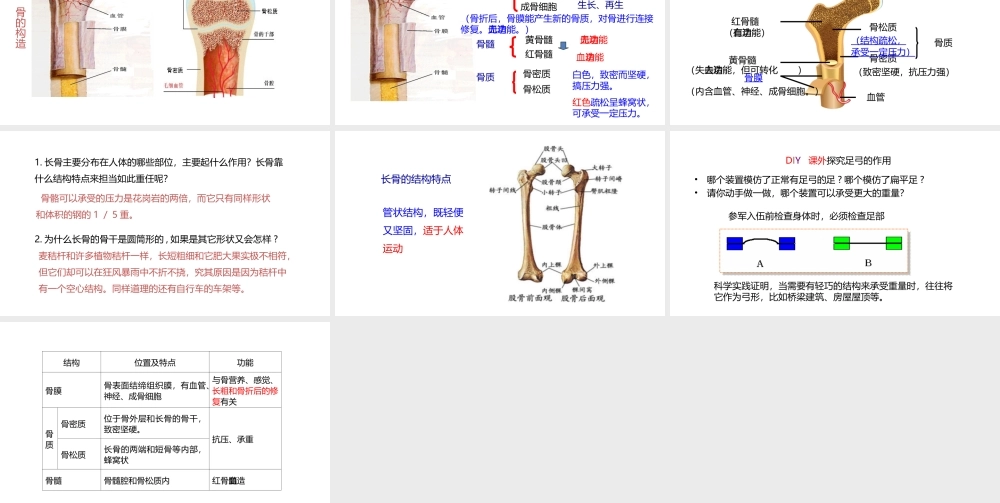 八年级生物上册 6.17.1人体的运动（第1课时）课件 （新版）苏科版-（新版）苏科级上册生物课件