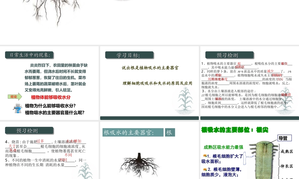 八年级生物上册 第2章 第2节 根对水分的吸收课件1 （新版）冀教版-（新版）冀教版初中八年级上册生物课件