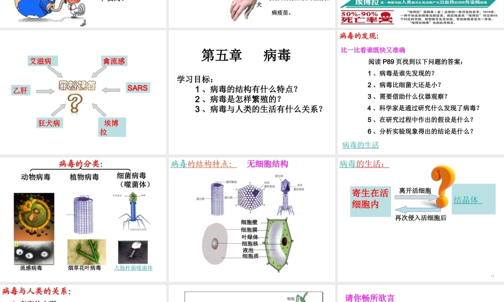 八年级生物上册 5.5 病毒课件 新人教版-新人教级上册生物课件