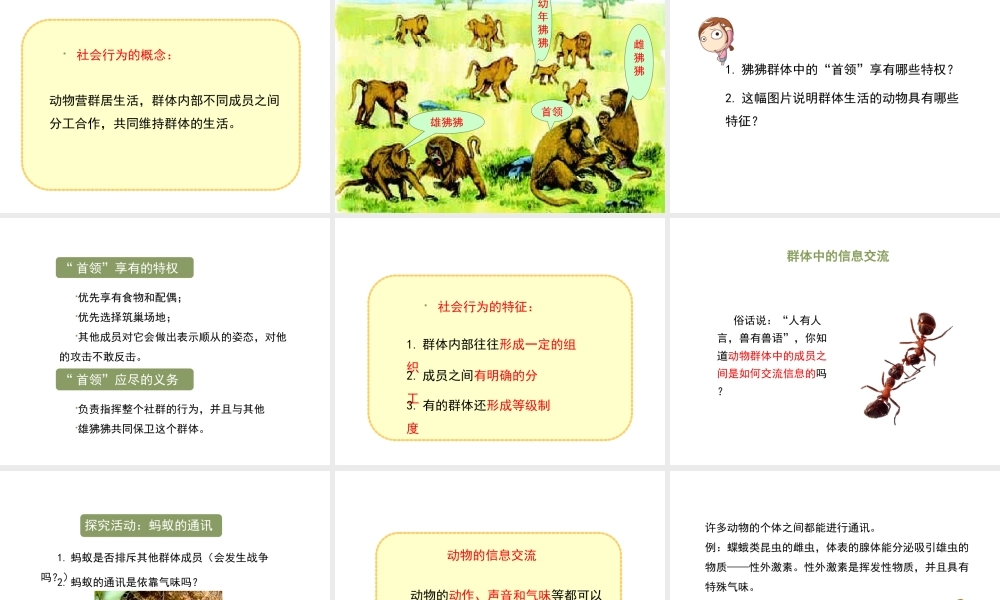 八年级生物上册 7.2.3《社会行为》课件 鲁科版五四制-鲁科级上册生物课件