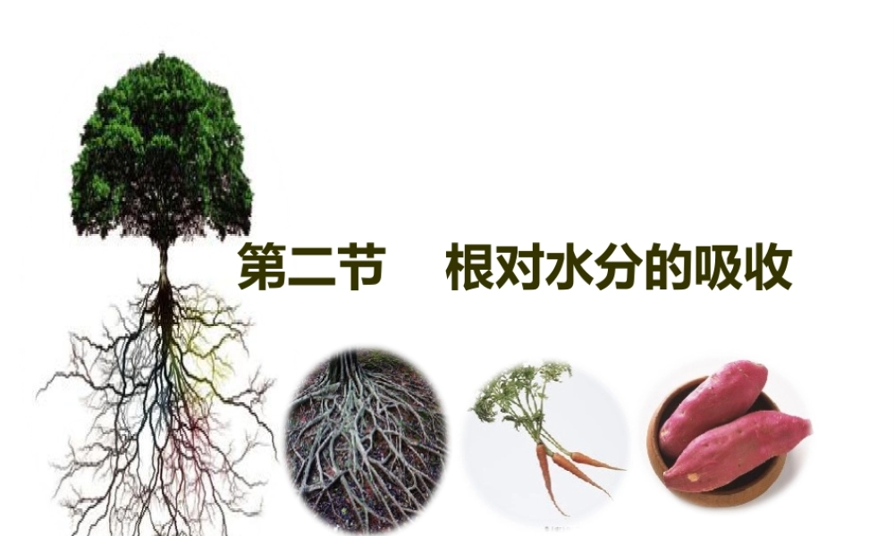八年级生物上册 第2章 第2节 根对水分的吸收课件1 （新版）冀教版-（新版）冀教级上册生物课件