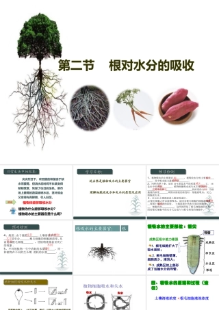 八年级生物上册 第2章 第2节 根对水分的吸收课件1 （新版）冀教版-（新版）冀教级上册生物课件