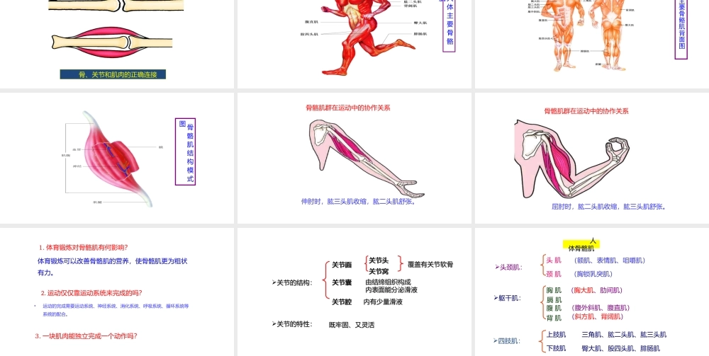 八年级生物上册 6.17.1人体的运动（第2课时）课件 （新版）苏科版-（新版）苏科版初中八年级上册生物课件
