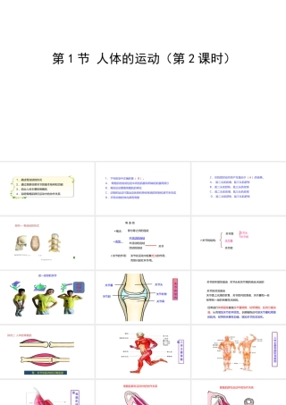 八年级生物上册 6.17.1人体的运动（第2课时）课件 （新版）苏科版-（新版）苏科版初中八年级上册生物课件