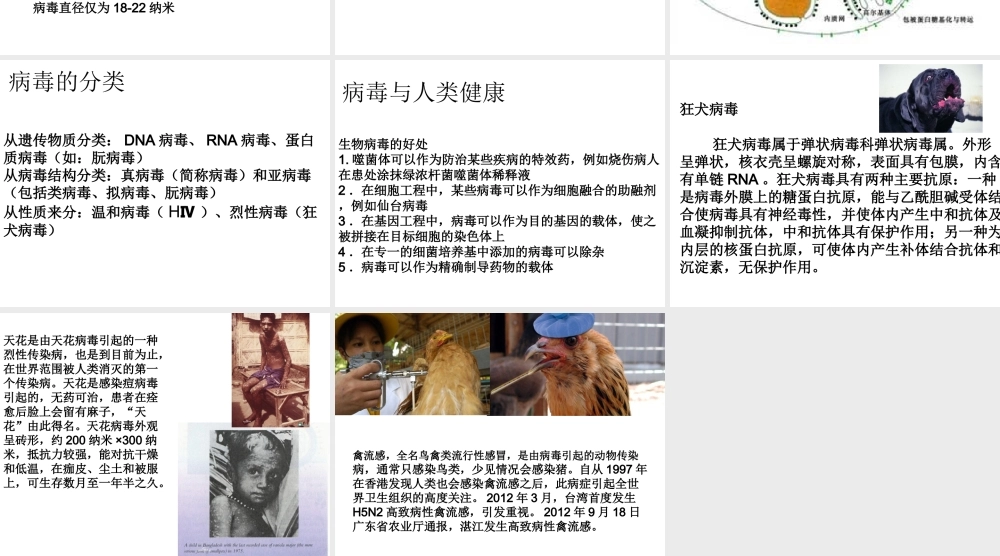 八年级生物上册 5.5 病毒课件1 （新版）新人教版