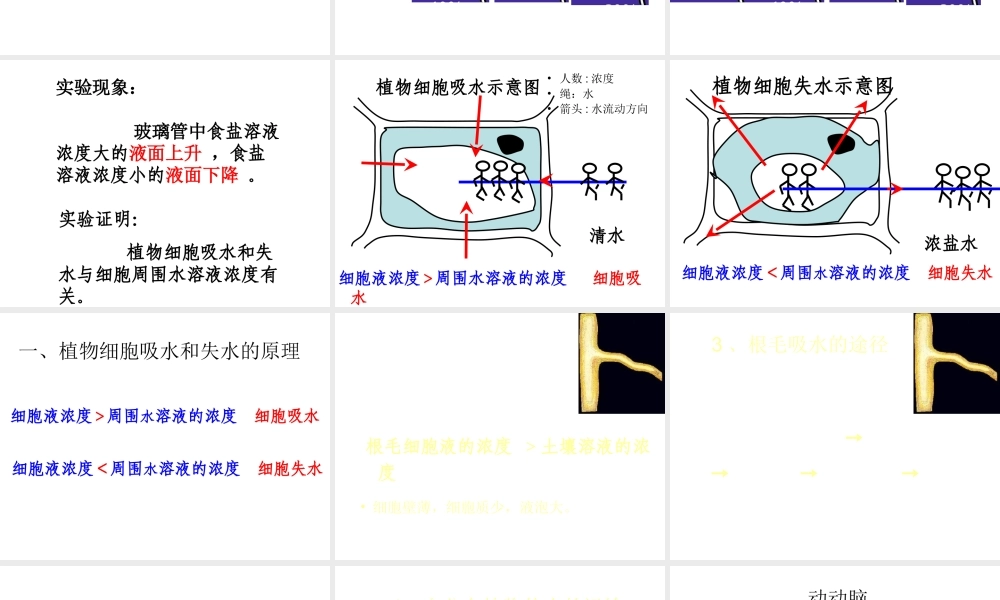 八年级生物上册 第2章 第2节 根对水分的吸收课件2 （新版）冀教版-（新版）冀教版初中八年级上册生物课件