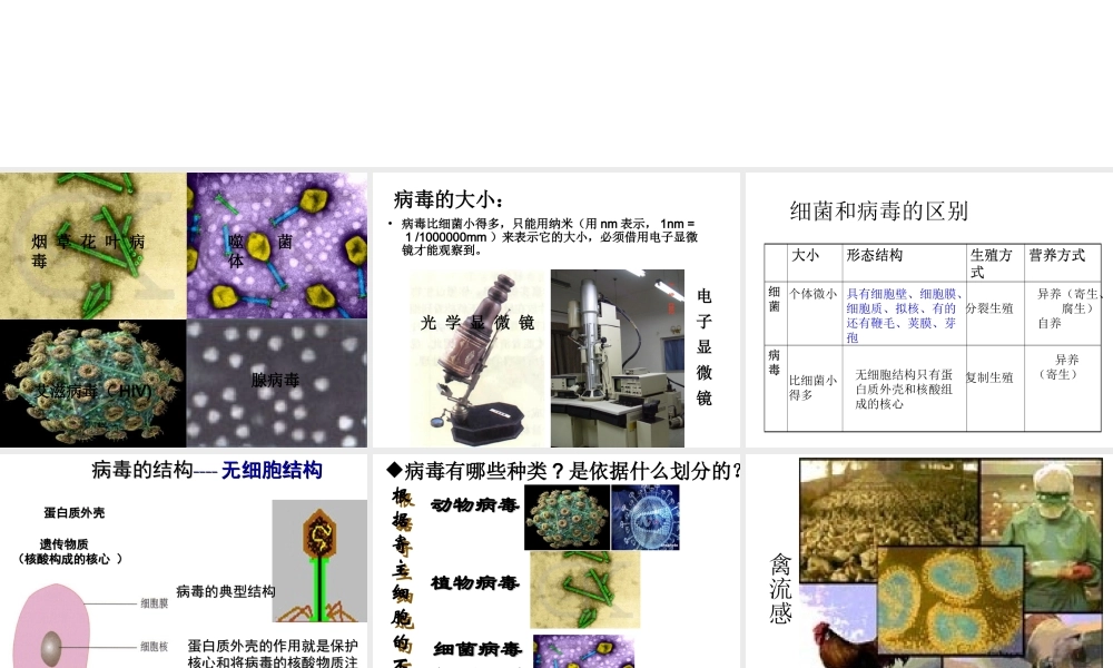 八年级生物上册 5.5 病毒课件2 （新版）新人教版