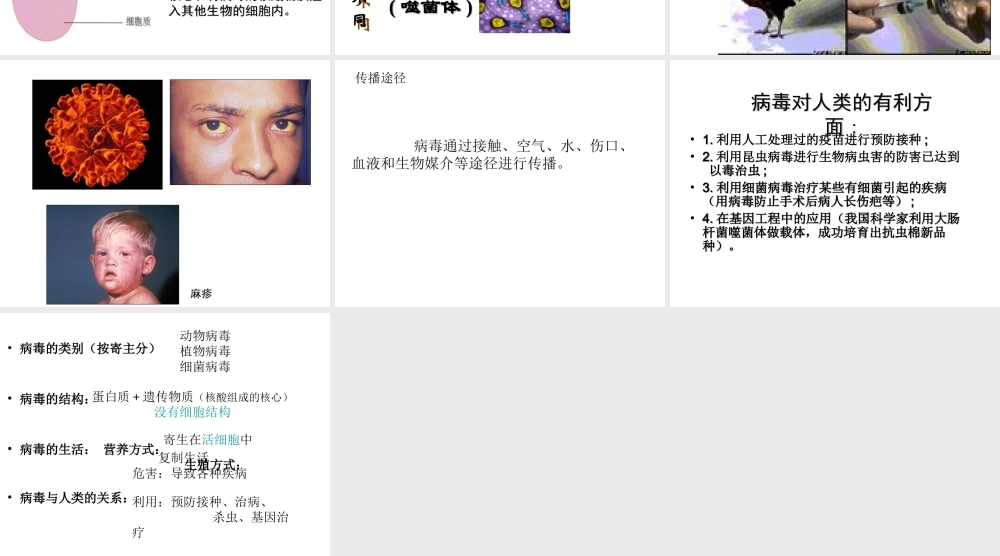 八年级生物上册 5.5 病毒课件2 （新版）新人教版