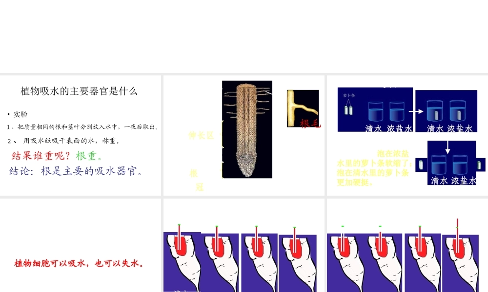 八年级生物上册 第2章 第2节 根对水分的吸收课件2 （新版）冀教版-（新版）冀教级上册生物课件