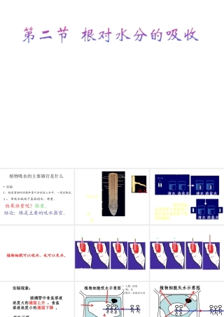 八年级生物上册 第2章 第2节 根对水分的吸收课件2 （新版）冀教版-（新版）冀教级上册生物课件