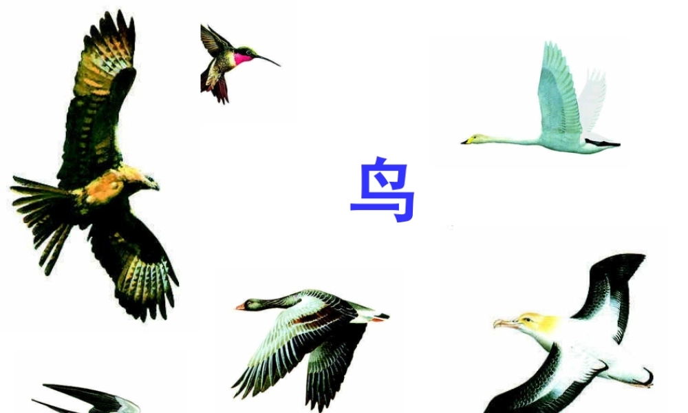 八年级生物上册 5.1.6 鸟课件3 （新版）新人教版-（新版）新人教版初中八年级上册生物课件