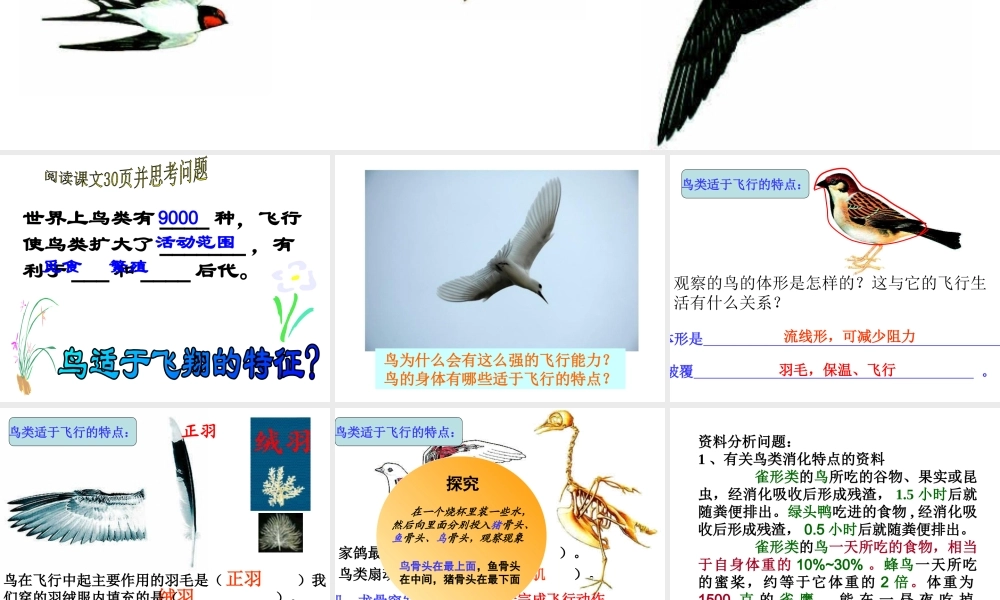 八年级生物上册 5.1.6 鸟课件3 （新版）新人教版-（新版）新人教版初中八年级上册生物课件