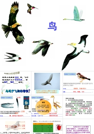八年级生物上册 5.1.6 鸟课件3 （新版）新人教版-（新版）新人教版初中八年级上册生物课件