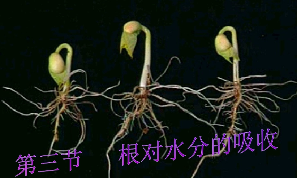 八年级生物上册 第2章 第2节 根对水分的吸收课件4 （新版）冀教版-（新版）冀教版初中八年级上册生物课件