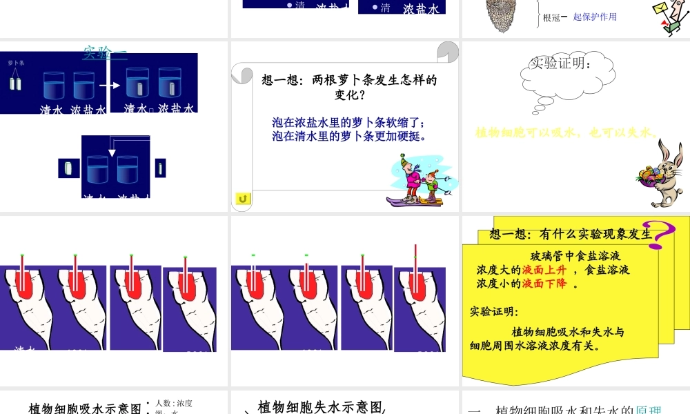 八年级生物上册 第2章 第2节 根对水分的吸收课件4 （新版）冀教版-（新版）冀教版初中八年级上册生物课件