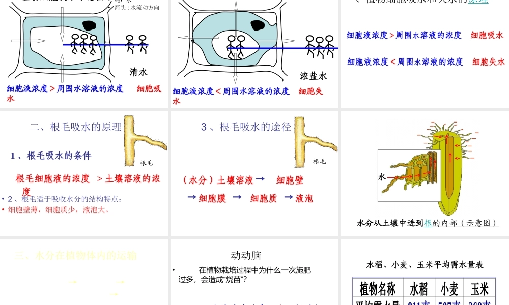 八年级生物上册 第2章 第2节 根对水分的吸收课件4 （新版）冀教版-（新版）冀教版初中八年级上册生物课件