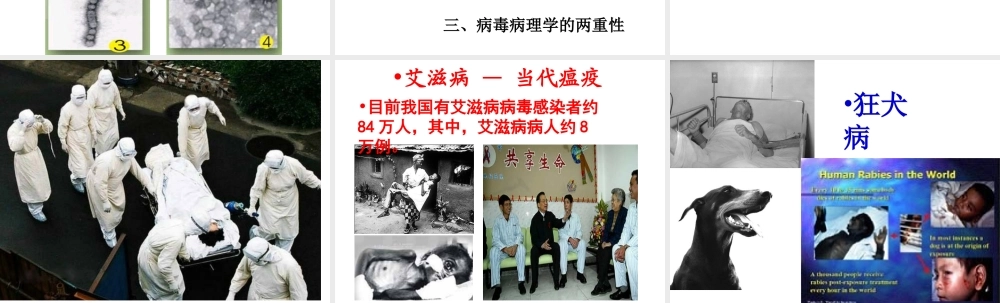 八年级生物上册 5.5 病毒课件3 （新版）新人教版