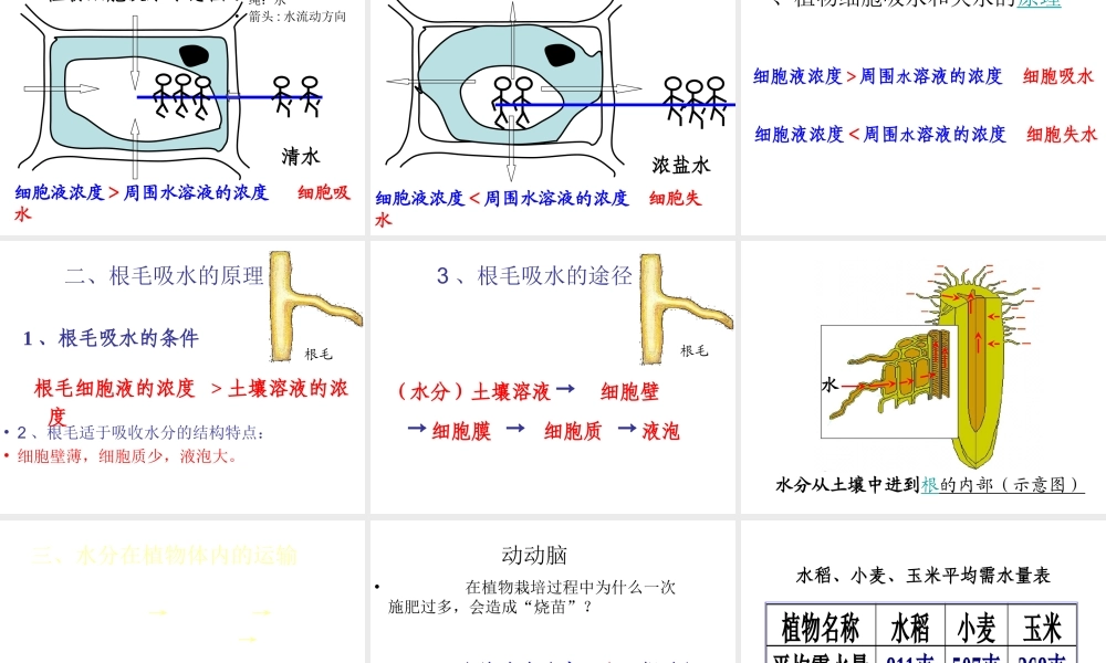 八年级生物上册 第2章 第2节 根对水分的吸收课件4 （新版）冀教版-（新版）冀教级上册生物课件