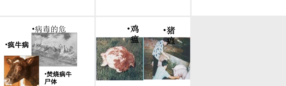 八年级生物上册 5.5 病毒课件4 （新版）新人教版