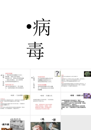 八年级生物上册 5.5 病毒课件4 （新版）新人教版