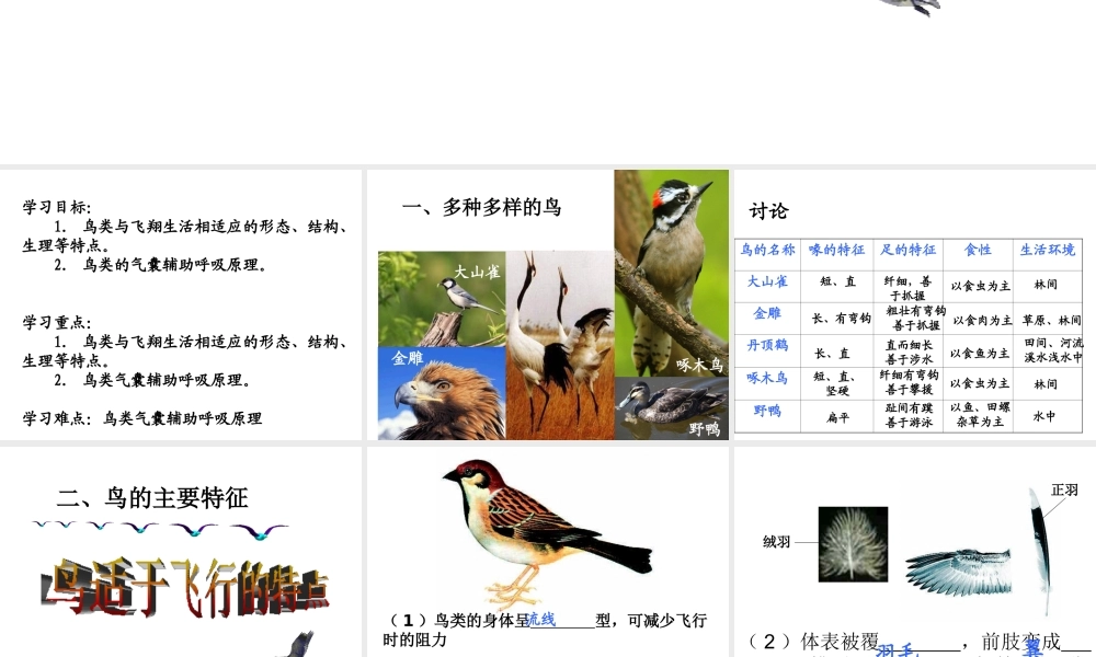 八年级生物上册 5.1.6 鸟课件4 （新版）新人教版-（新版）新人教版初中八年级上册生物课件