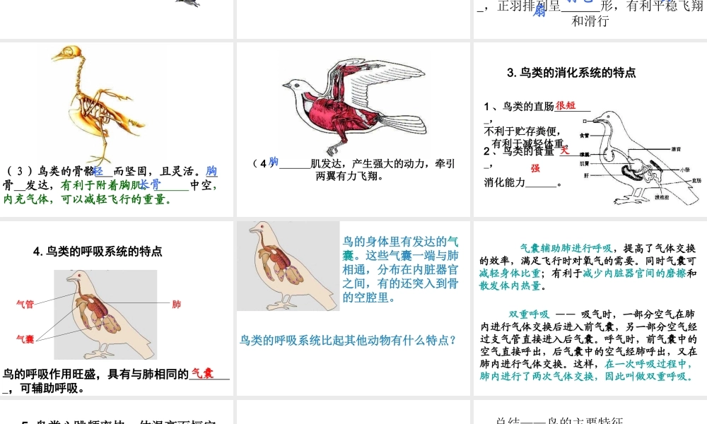 八年级生物上册 5.1.6 鸟课件4 （新版）新人教版-（新版）新人教版初中八年级上册生物课件