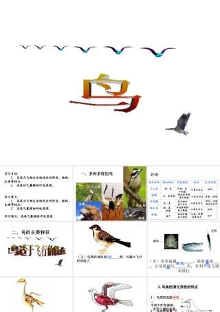 八年级生物上册 5.1.6 鸟课件4 （新版）新人教版-（新版）新人教版初中八年级上册生物课件
