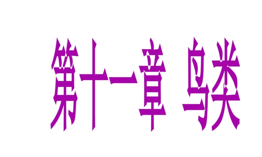 八年级生物上册 5.1.6 鸟类课件 （新版）新人教版五四制-（新版）新人教版初中八年级上册生物课件