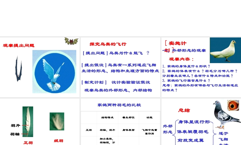 八年级生物上册 5.1.6 鸟类课件 （新版）新人教版五四制-（新版）新人教版初中八年级上册生物课件