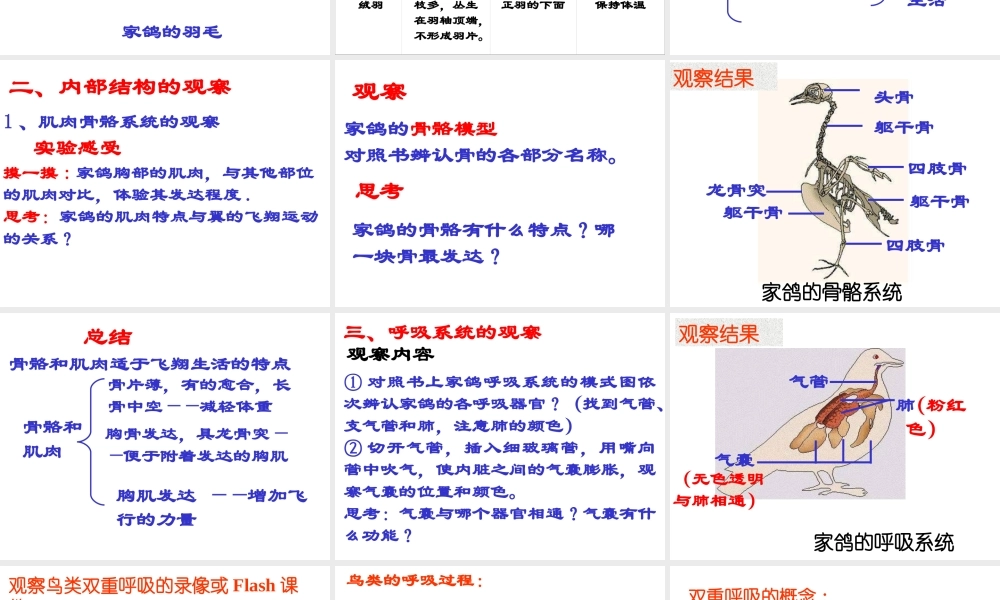 八年级生物上册 5.1.6 鸟类课件 （新版）新人教版五四制-（新版）新人教版初中八年级上册生物课件