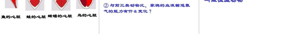 八年级生物上册 5.1.6 鸟类课件 （新版）新人教版五四制-（新版）新人教版初中八年级上册生物课件