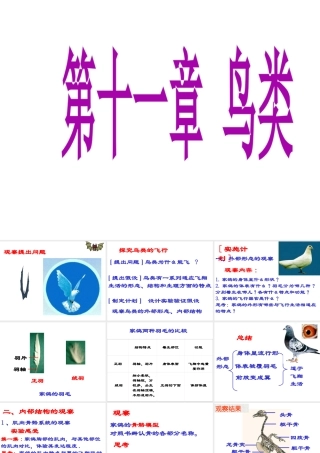 八年级生物上册 5.1.6 鸟类课件 （新版）新人教版五四制-（新版）新人教版初中八年级上册生物课件