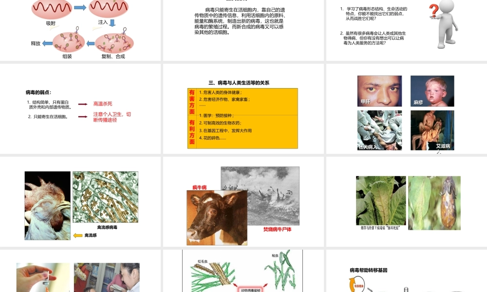 八年级生物上册 5.5《病毒》教学课件 （新版）新人教版-（新版）新人教版初中八年级上册生物课件