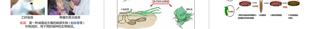 八年级生物上册 5.5《病毒》教学课件 （新版）新人教版-（新版）新人教版初中八年级上册生物课件